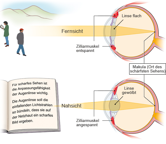 Grafik: Anpassung an Nah- und Fernrsicht - wie im Text beschrieben