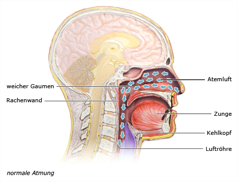 Die vereinfachte anatomische Grafik zeigt den Ablauf der normalen Atmung anhand eines Querschnitts des Kopfes.