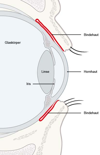 Die Grafik zeigt die seitliche Ansicht eines Auges mit Beschriftung der einzelnen Bestandteile, auch der Bindehaut.