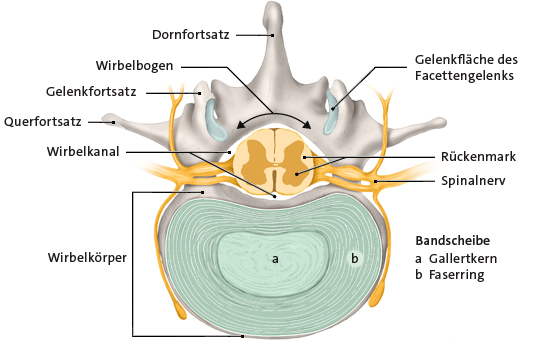 Die Grafik zeigt die anatomische Darstellung einer Bandscheibe im Querschnitt mit Beschriftungen der einzelnen Bestandteile.
