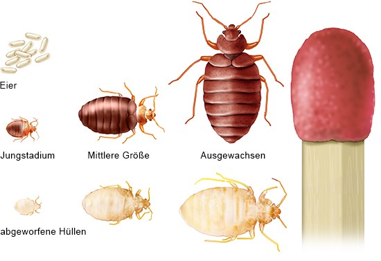Abbildung: Entwicklungsstadien der Bettwanze: vom Ei bis zum erwachsenen Insekt 