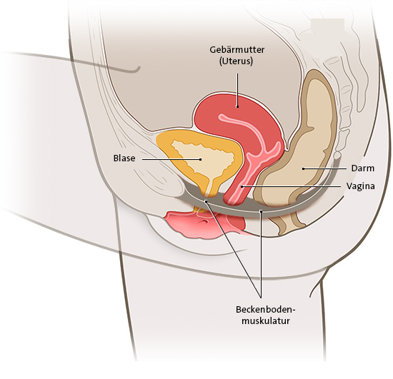 Die vereinfachte anatomische Grafik zeigt die normale Lage der Organe im Beckenraum.