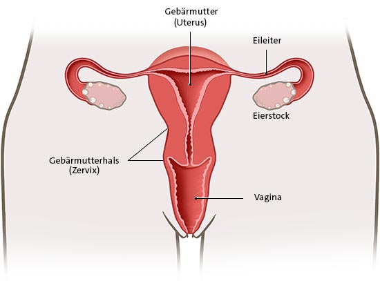Die anatomische Grafik des weiblichen Unterleibs zeigt die Gebärmutter in Frontalansicht.