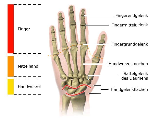 Grafik: Fingergelenke