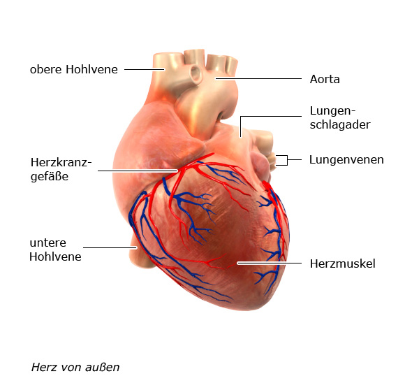 Grafik: Herz mit Herzkranzgefäßen