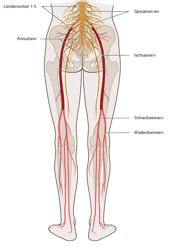 Die Grafik zeigt den Ursprung und den Verlauf der Ischias-Nerven vom Lendenwirbel bis in den Fuß.