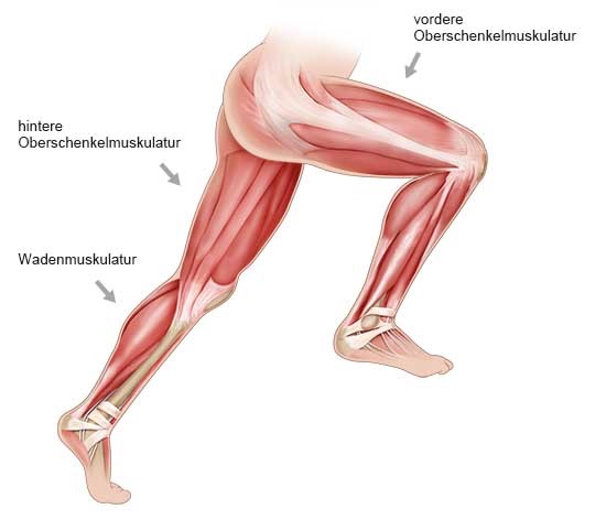 Grafik: Muskulatur von Oberschenkel und Wade