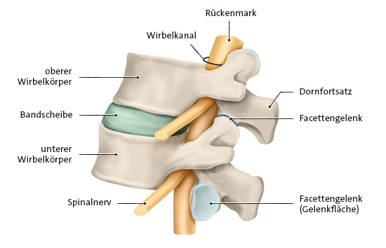 Die Grafik zeigt eine anatomische Darstellung zweier Rückenwirbel mit Bandscheibe in der Seitenansicht mit Beschriftung der einzelnen Bestandteile.