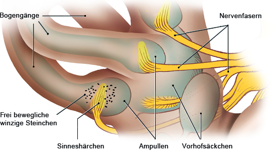 Grafik: Aufbau des Gleichgewichtsorgans