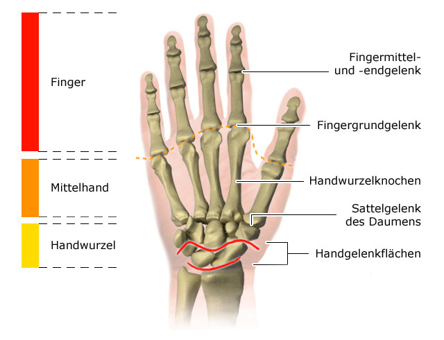 Grafik: Fingergelenke