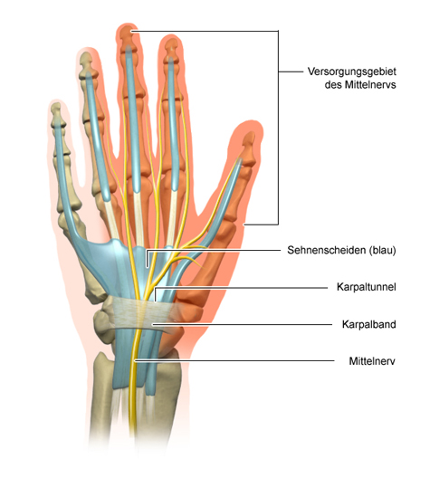 Die anatomische Grafik der Hand zeigt den Karpaltunnel und die Nerven der Handinnenseite.