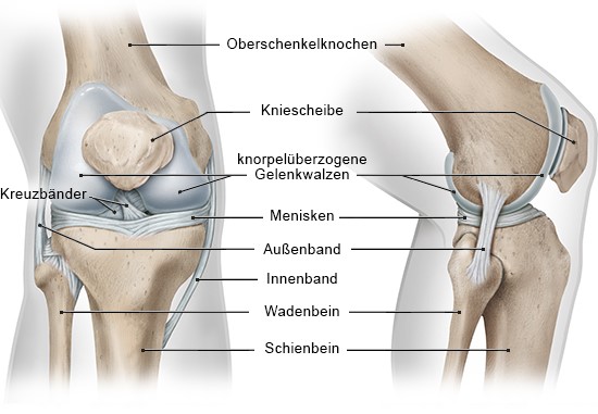 Grafik: Ansicht des rechten Knies von vorne und von der Seite