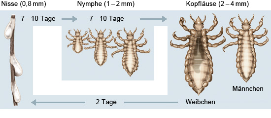 Die Grafik zeigt den Entwicklungs- und Fortpflanzungszyklus von Kopfläusen: von den Eiern (Nissen) über die Nymphe bis zur ausgewachsenen Laus.