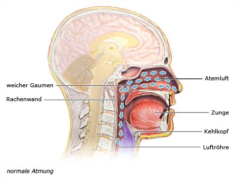 Grafik: Normale Atmung