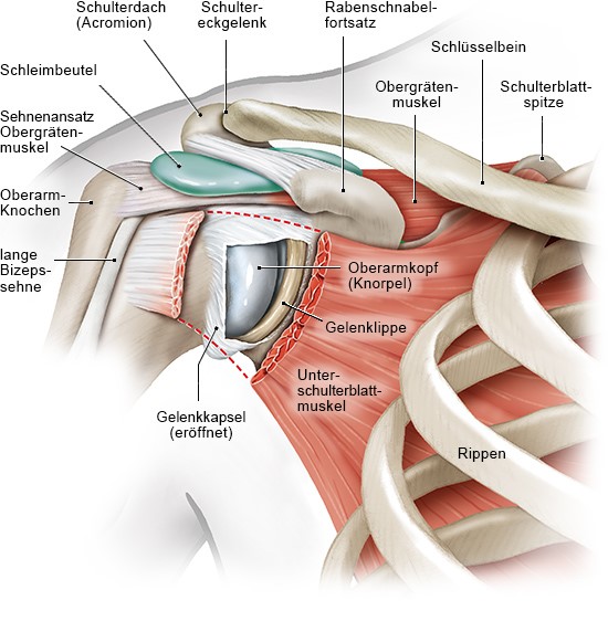 Grafik: Muskeln, Sehnen, Schleimbeutel und Knochen im Schulterbereich