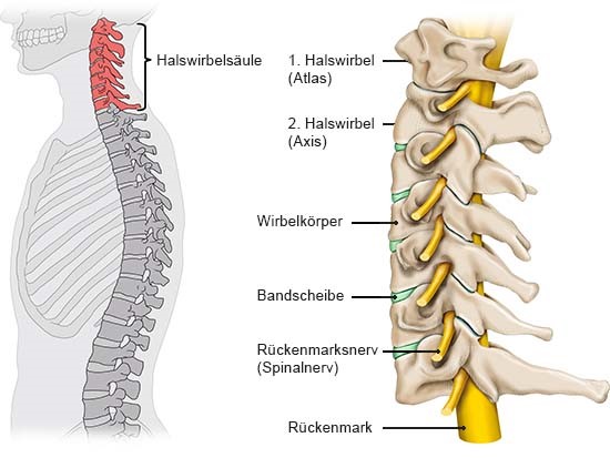 Die Grafik zeigt den Aufbau der Halswirbelsäule mit Knochen, Bandscheiben und Nerven sowie ihre Lage im Körper (links).