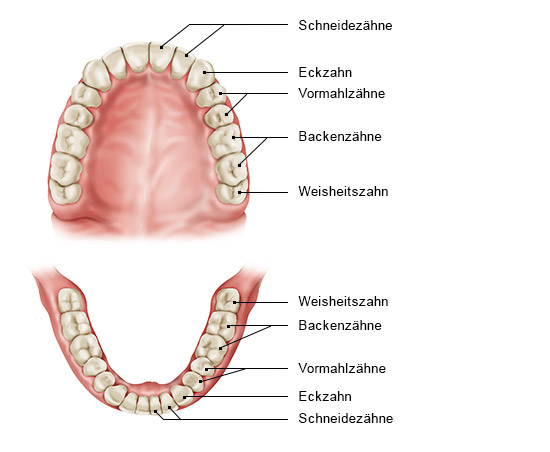 Grafik: Ober- und Unterkiefer mit Weisheitszähnen